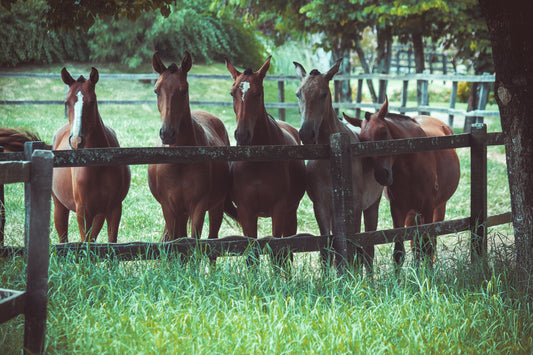 centre equestre