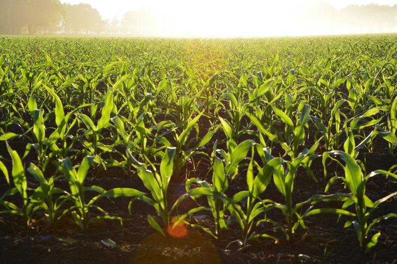 Business Plan - Ferme agricole