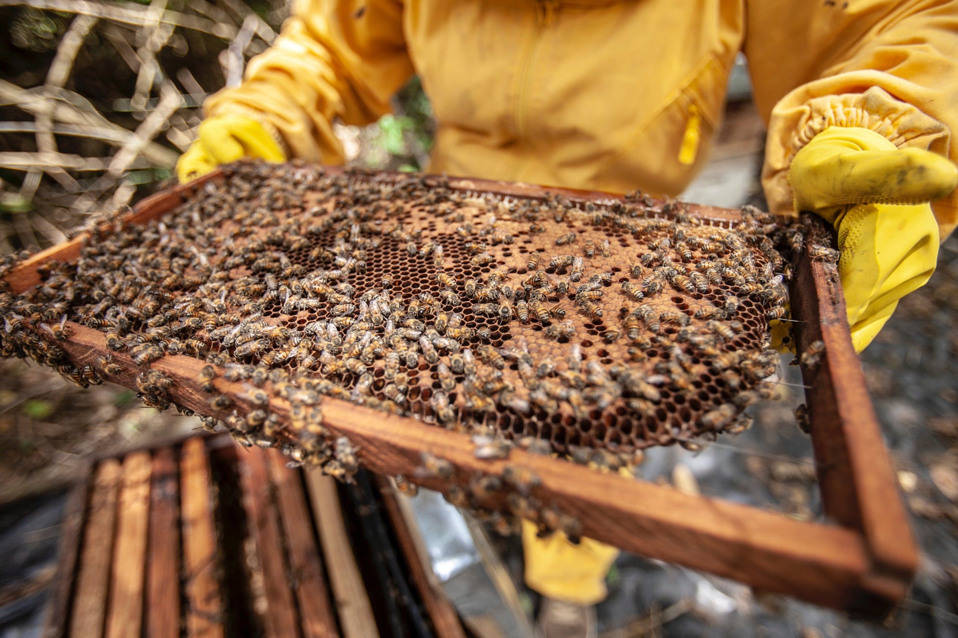 Image de apiculture