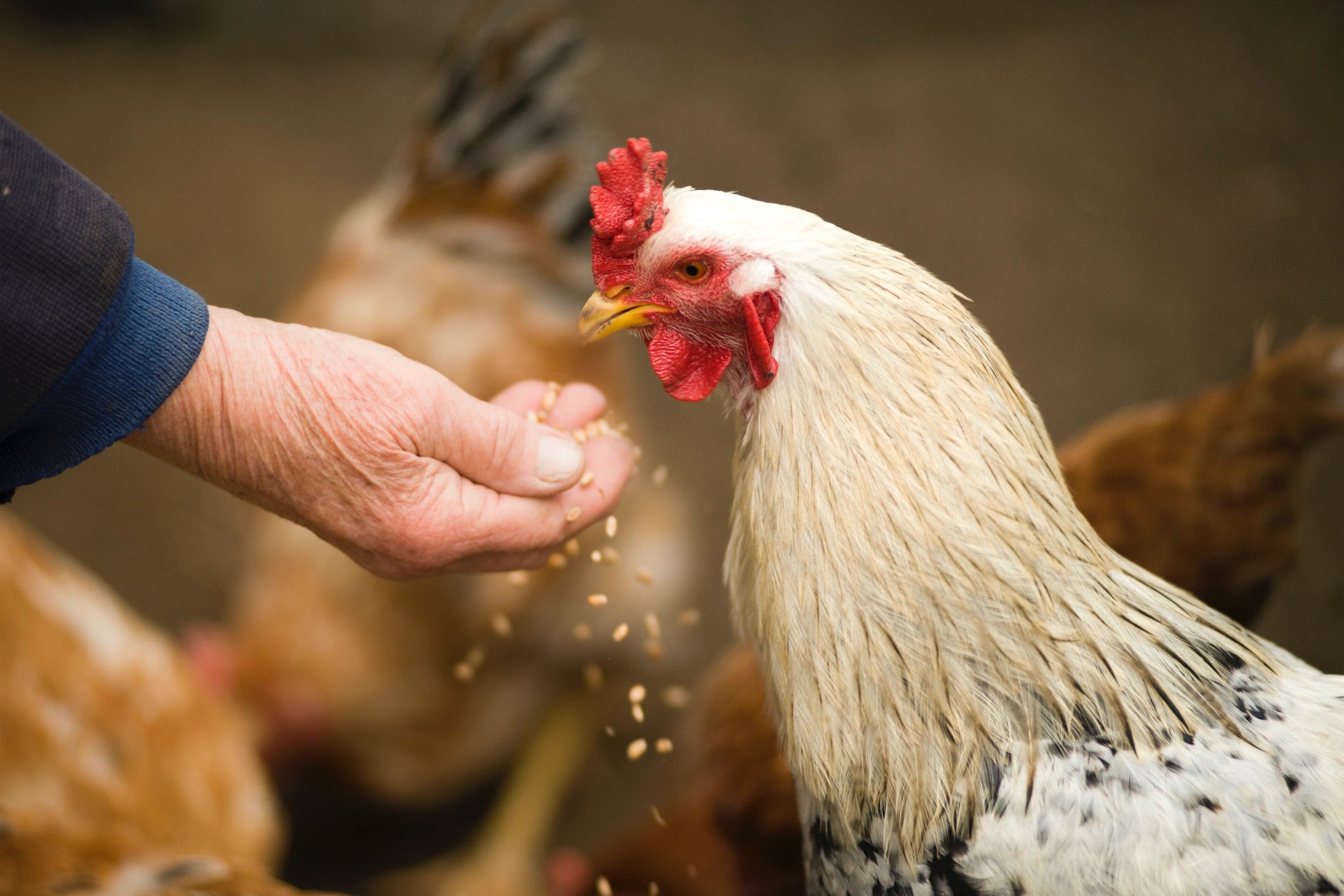 Image de aviculture